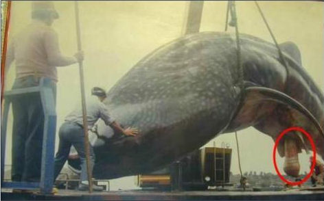 A blue whale produces over 400 gallons of sperm when it ejaculates;but only 10% of that actually makes it into his mate. So 360 gallons are spilled into the ocean every time one unloads. Now you know why the ocean is so salty... P.S. - This is a fake image and the claim is untrue. Funny though.