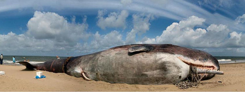 Deceased Whale w/ member exposed