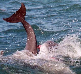 Hot Dolphin Sex