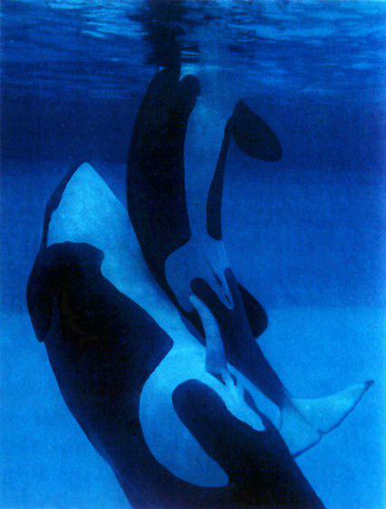 Hot Orca Sex