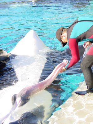 Whale Fluffer