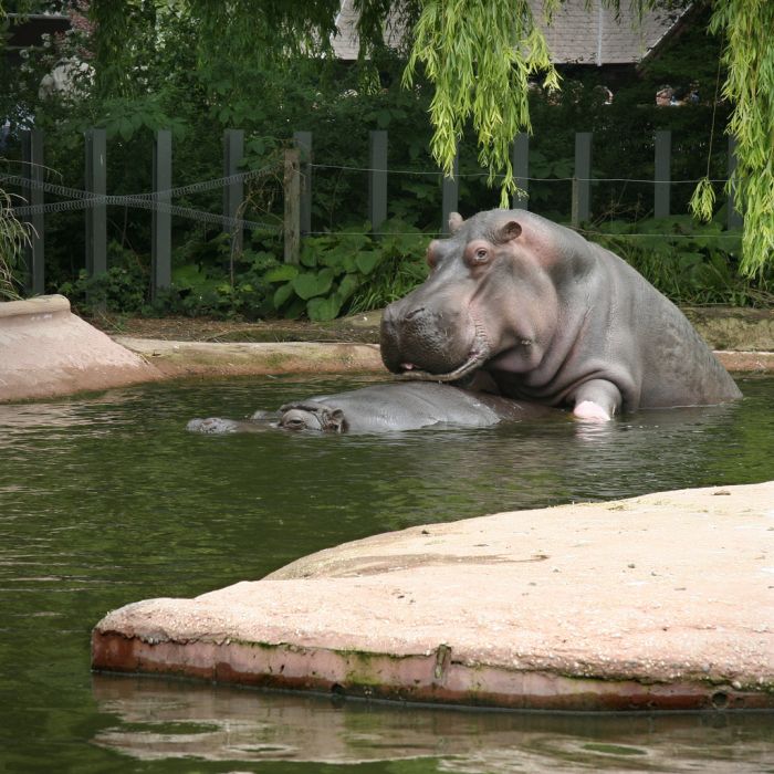 Hippo Love